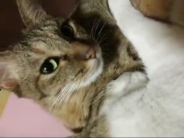 【ぬこ】ひたすらぺろぺろする猫たちをモフってみた