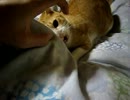 クワッ