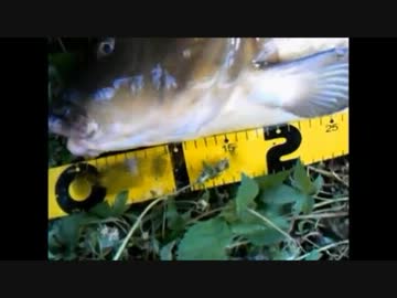 【ニコニコ鯉釣りダービー】のんびり延べ竿釣行。新記録を目指す！