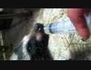 怪我した野生の子たぬきを保護
