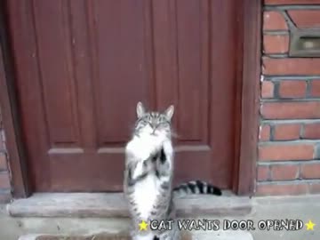 ドアを開けてほしいと懇願する猫