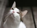 ネコちゃん満載！「本日の猫事情」予告