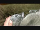 コタツを出した途端、膝でくつろぎ出すスモモさん