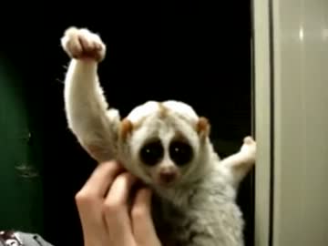 勝ち目のないぴかりんじゃんけんにも立ち向かう淫夢くん