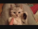 猫さんの前足で遊ぼう