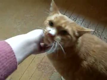 またまた撫でてほしくてたまらない