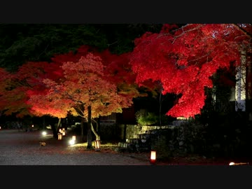 京都、神護寺・大覚寺ライトアップ(2012/11/14)