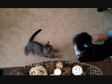 猫×犬