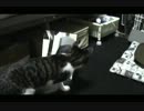 鏡に映ったぬこさんの反応