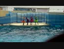 とってもきれい　イルカショー　新江の島水族館