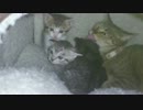 子猫のぬこぬこ日記　生後２７日目