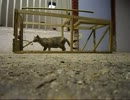 捕獲器に入る猫ちゃん 5