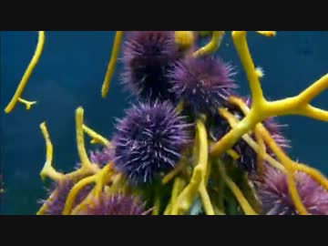 沿岸の海・ひしめく生命 (02 of 02)