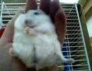 ハムスターを手の上に載せるだけの動画
