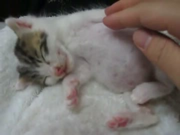 眠って微動だにしない子猫