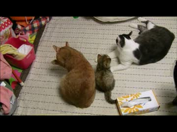 ちゃとらとはちわれ　2012秋　愛され子猫