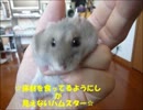 床材を食ってるようにしか見えないハムスター.wmv