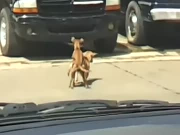 性行為中に死んでしまう犬