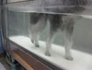 2012年11月17日水中トレッドミル