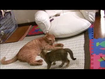 ちゃとらとはちわれ　2012秋　つよいんだぞー