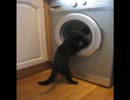洗濯機と戦う猫