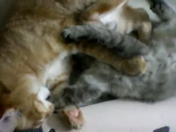 拾いねこ＠生後136/103日目　今日も賑やかな我が家