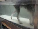 2012年11月17日水中トレッドミル