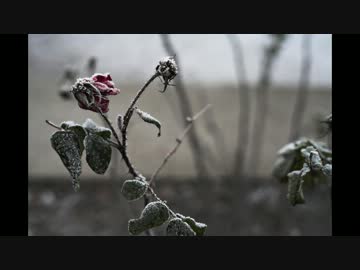 【NNI】Mosaic【エレクトロニカ】