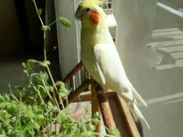 羽毛100%天日干し