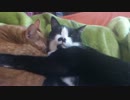 大人になってもまだまだ甘えん坊な猫