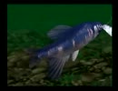 【実況】釣りに行けないのでぬし釣り６４をプレイ　part54