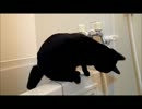 猫さんは水滴を捕まえたい