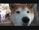 2012.11.18　さよなら民主党　国賊政党！　集会＋デモ　ダイジェスト