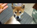 うちのしばごろう4