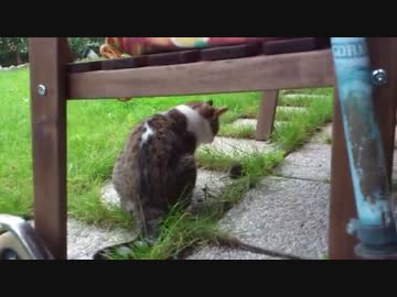 猫とネズミの追いかけっこ
