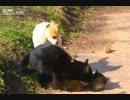 犬×猫×猫