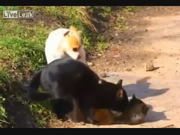 犬×猫×猫