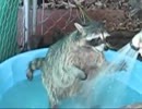 アライグマ君、シャワーを浴びて歓喜の踊りを舞う