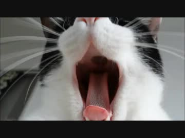 おにゃすみなさい･･･ 眠りながら見る動画