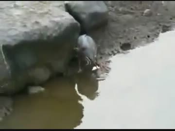 鳥の漁業