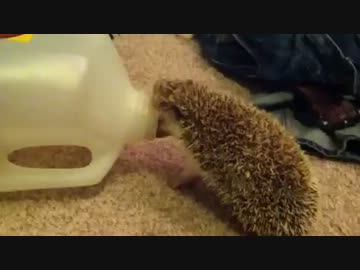 ハリネズミVSボトル