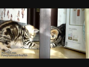 子猫×ドア×子猫