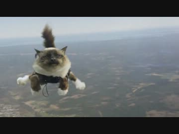 猫がパラシュートで空を飛ぶ衝撃映像！！！