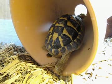 植木鉢でルームランナーするリクガメ