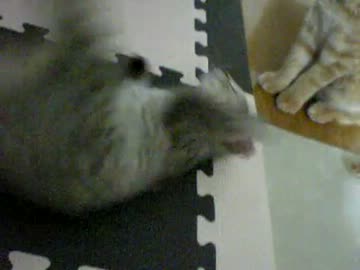 拾いねこ＠生後139/106日目　ふたりで病院行ってきました