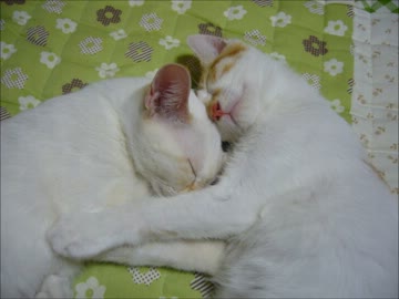 家に子猫がやって来た87～小さい頃の茶々とチロル編～