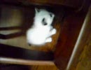 うちのねこ2