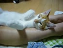 家に子猫がやって来た88～飼い主と茶々～