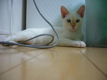 家に子猫がやって来た89～茶々とチロル編～