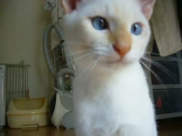 家に子猫がやって来た90～チロル編～
